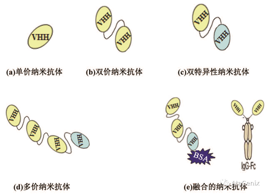 纳米抗體(tǐ)的类型.png